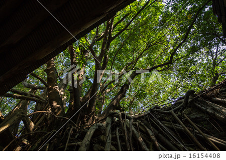 台湾　台南の安平樹屋 16154408