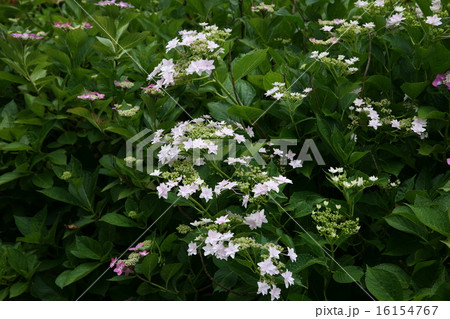 梅雨の晴れ間の紫陽花 梅雨の晴れ間の紫陽花 16154767