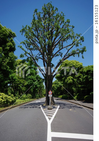 木が立っている道路 木が立っている道路 16155123