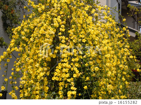 オウバイが咲き終わったころ、花冠が6～8裂した黄色の花をつけるオウバイモドキ 16155282
