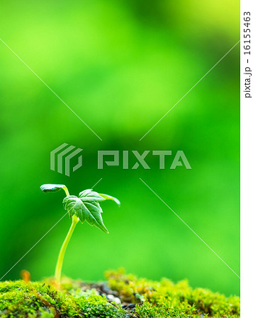 植物の芽生え 植物の芽生え 16155463