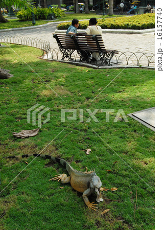エクアドル　グアヤキル　セミナリオ公園（イグアナ公園） 16157740