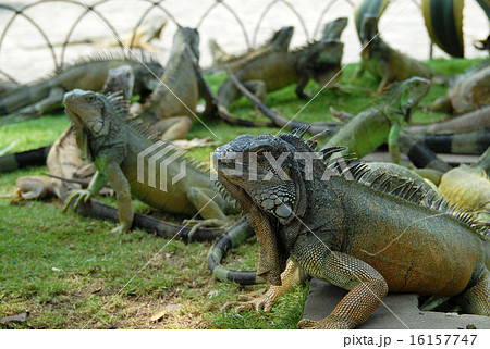 エクアドル　グアヤキル　セミナリオ公園（イグアナ公園） 16157747