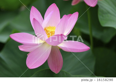 蓮の花 蓮の花 16158290