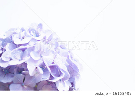 梅雨空に咲く紫陽花 16158405