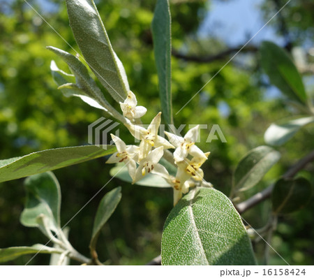 アキグミの花 16158424