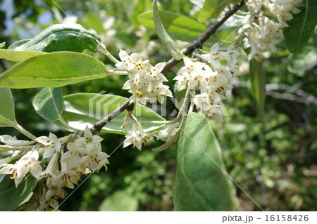 アキグミの花 アキグミの花 16158426