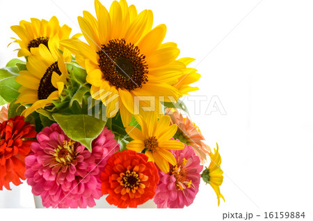 向日葵 向日葵 16159884