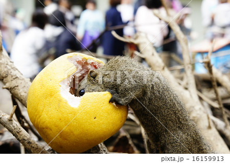 タイワンリス 16159913