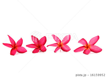 Red frangipani colors. 16159952