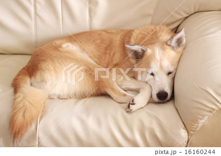 ソファーで寝ている犬の写真素材