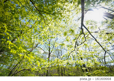 新緑の森 新緑の森 16160668