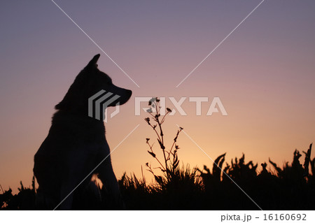 夕暮れと横向きの犬と菜の花のシルエットの写真素材