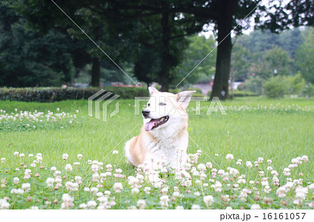 芝生の上で伏せている犬の写真素材