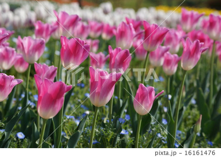 チューリップ　ロイヤルテン 16161476