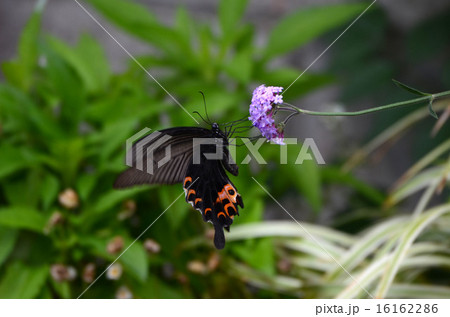 花とアゲハチョウ 16162286