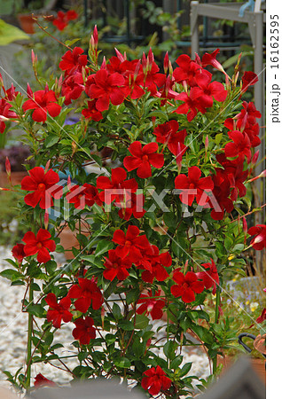 色鮮やかな赤が印象的な花を数多くつけるマンデビラ サンパラソル レッドミニ の写真素材