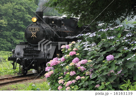 真岡鐵道「アジサイとSLもおか号」 16163139