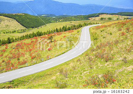 霧ヶ峰高原のレンゲツツジとビーナスライン　長野県 16163242