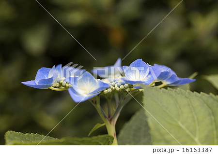紫陽花あじさい 紫陽花あじさい 16163387