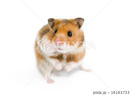 Syrian hamster with the filled cheek 16163733