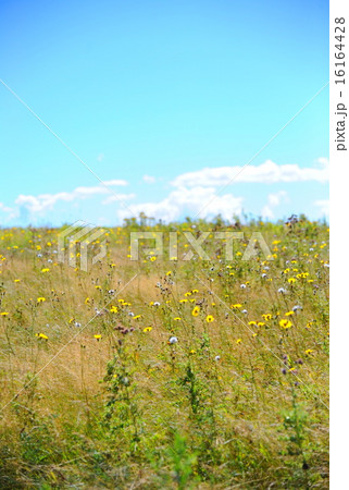 プリンスエドワード島の風景 プリンスエドワード島の風景 16164428