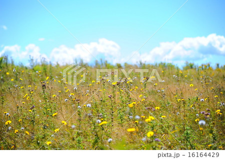 プリンスエドワード島の風景 プリンスエドワード島の風景 16164429