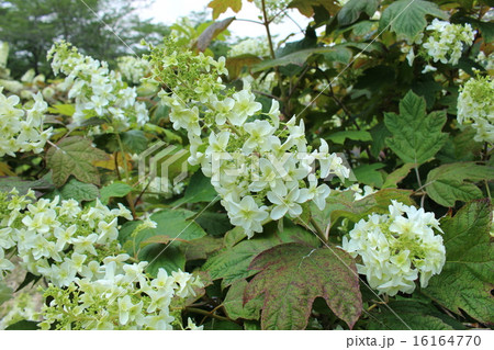 柏葉紫陽花 柏葉紫陽花 16164770