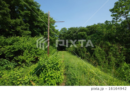 廃線跡の草むら 16164942