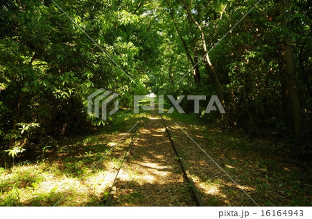 廃線跡と森 16164943