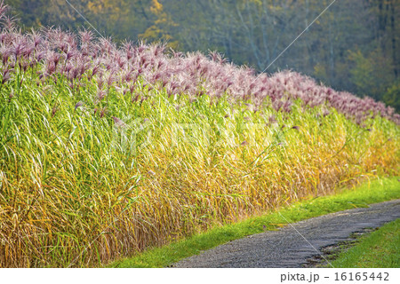 switch grass 16165442