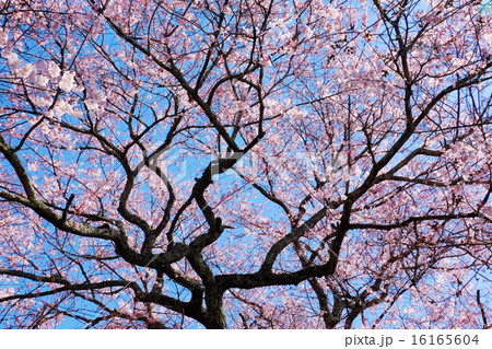 桜 桜 16165604