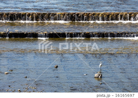 賀茂川の白鷺 16165697