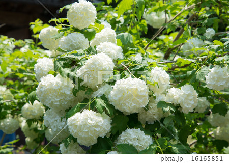 ボタン ボタン 16165851