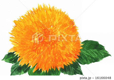 sungold15615pix7 16166048