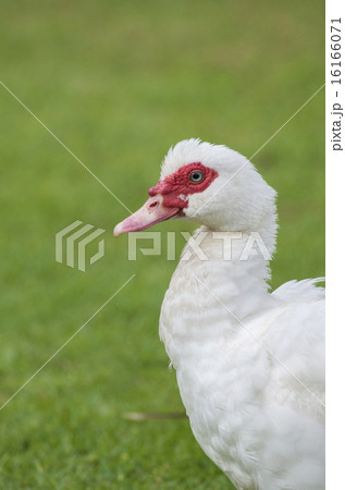 観音アヒル 観音アヒル 16166071