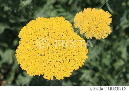 ヤロウイエローの花 16166119