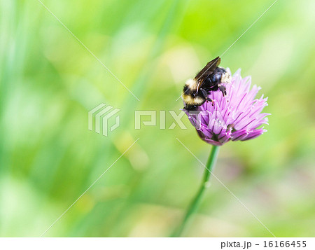 bumblebee on pink flower of chives herb 16166455