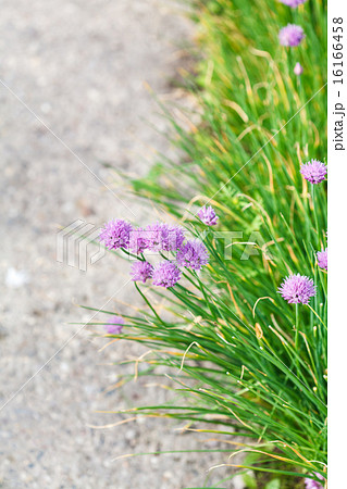 green grass and pink flowers on side of road 16166458