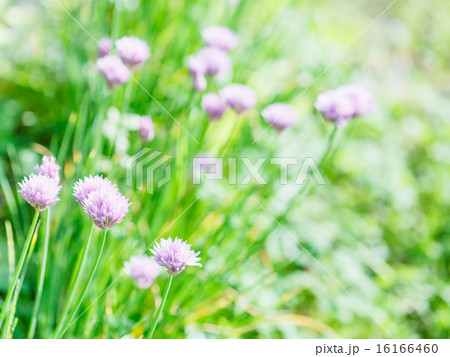 pink flowers of chives herb on green summer lawn pink flowers of chives herb on green summer lawn 16166460