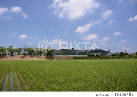 田園 16166485