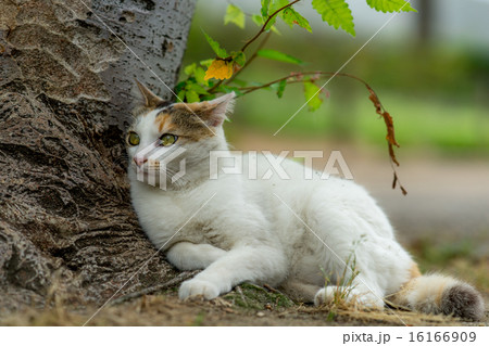 木の下ののらねこ 16166909