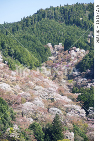 吉野山 桜の頃 吉野山 桜の頃 16167256