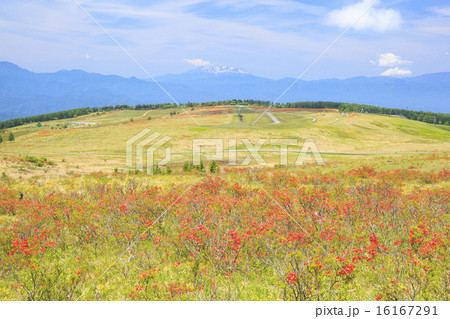 霧ヶ峰高原のレンゲツツジと遠くに御嶽山　長野県 16167291