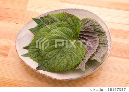エゴマの葉 16167337