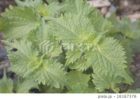 青しそ 16167376