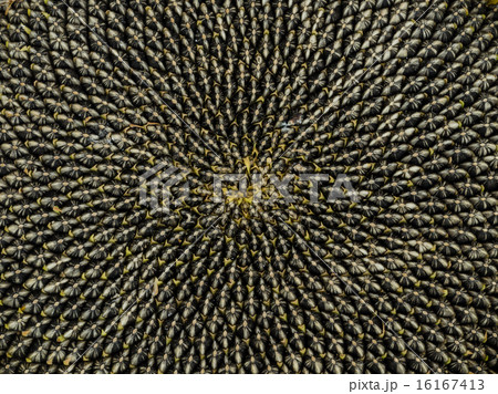 sunflower seeds. sunflower seeds. 16167413