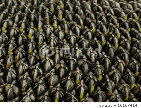 sunflower seeds. 16167414