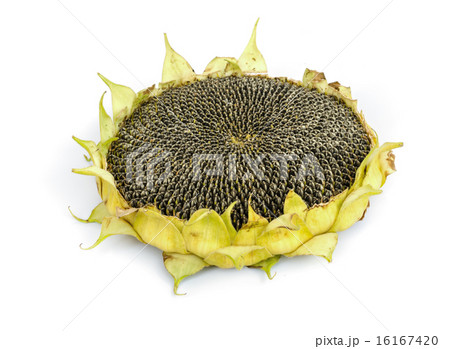 Sunflower Seeds. Sunflower Seeds. 16167420