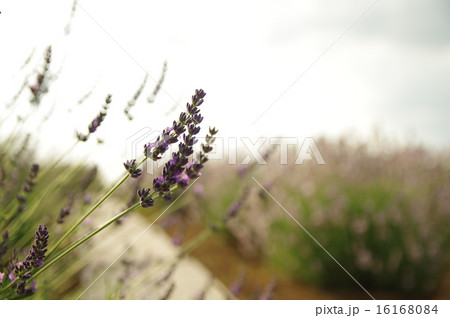 グロッソ 16168084